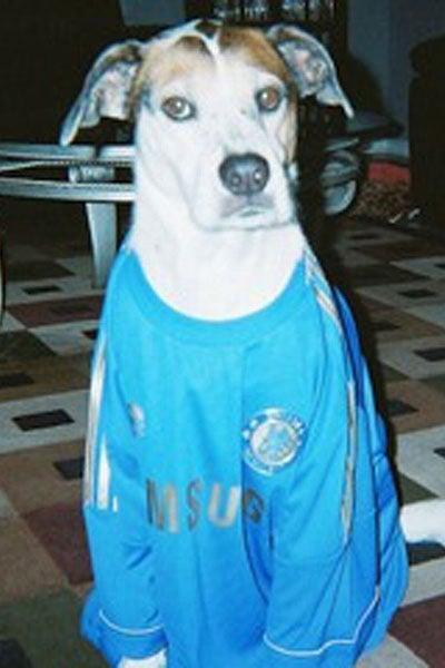 Este can es seguidor del Chelsea | ESPECIAL