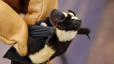 En el sur de Sudán descubren un murciélago 'panda'