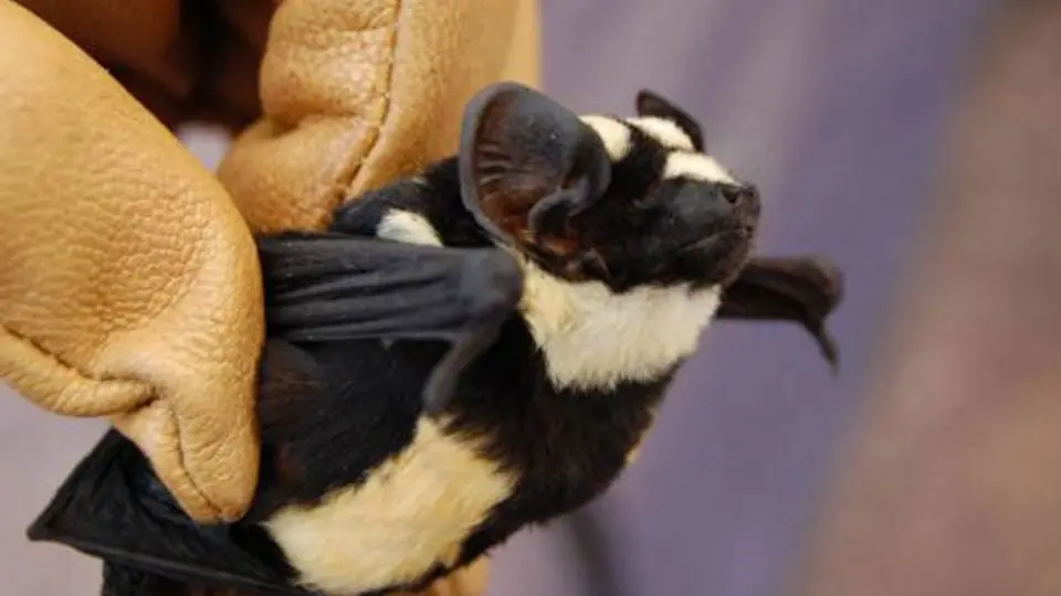 En el sur de Sudán descubren un murciélago 'panda'