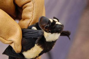 En el sur de Sudán descubren un murciélago 'panda'