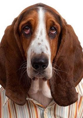 Un toque más de ternura para la mascota | ESPECIAL