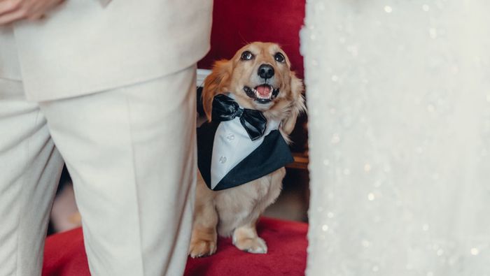 Leo Leclerc en la boda de Charles y Alexandra | X: @Charles_Leclerc