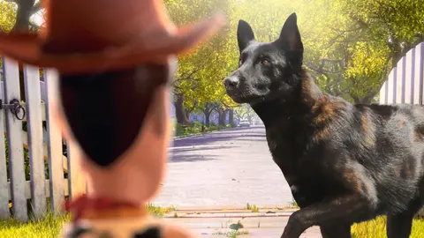 ¡Adiós a Capitán! muere el perrito héroe del sismo de 2017
