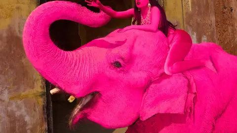 La imagen del elefante rosa se volvió viral, pero tras su muerte desató indignación. / RS