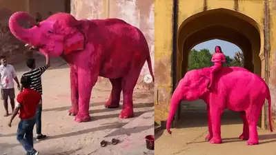 ¿Arte o maltrato? Muere elefante pintado de rosa para una sesión fotográfica en India / VIDEO