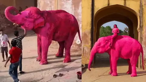 ¿Arte o maltrato? Muere elefante pintado de rosa para una sesión fotográfica en India / VIDEO