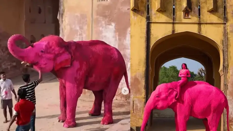 ¿Arte o maltrato? Muere elefante pintado de rosa para una sesión fotográfica en India / VIDEO