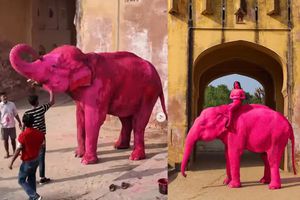 ¿Arte o maltrato? Muere elefante pintado de rosa para una sesión fotográfica en India / VIDEO