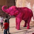 ¿Arte o maltrato? Muere elefante pintado de rosa para una sesión fotográfica en India / VIDEO