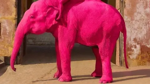El elefante Chanchal fue pintado de rosa durante una sesión fotográfica en India. / RS
