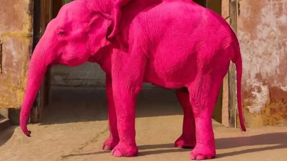 El elefante Chanchal fue pintado de rosa durante una sesión fotográfica en India. / RS