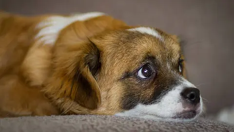 Autoridades advierten que la violencia contra animales puede reflejar riesgos en el hogar. / iStock