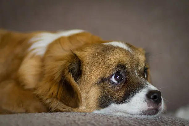 Autoridades advierten que la violencia contra animales puede reflejar riesgos en el hogar. / iStock