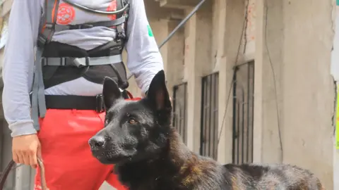 El perrito rescatista dedicó más de una década al servicio en emergencias. / Protección Civil y Bomberos Zapopan