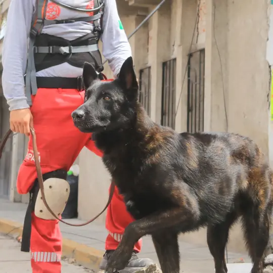 El perrito rescatista dedicó más de una década al servicio en emergencias. / Protección Civil y Bomberos Zapopan