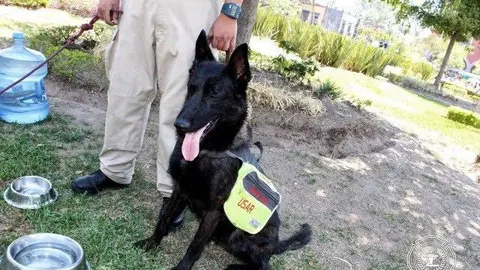 Capitán formó parte de los binomios caninos que salvan vidas en desastres. / FB: Juan José Frangie
