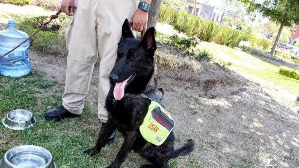 Capitán formó parte de los binomios caninos que salvan vidas en desastres. / FB: Juan José Frangie