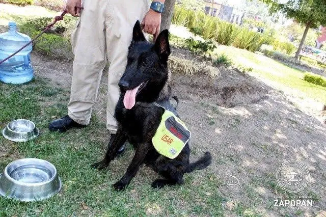 Capitán formó parte de los binomios caninos que salvan vidas en desastres. / FB: Juan José Frangie