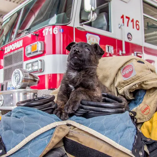 Capitán formó parte de Protección Civil y Bomberos de Zapopan.