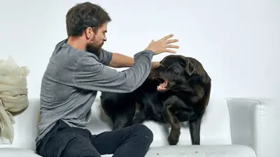 ¿Podrías perder a tus hijos por maltratar animales? Esto pasa en CDMX