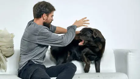 ¿Podrías perder a tus hijos por maltratar animales? Esto pasa en CDMX
