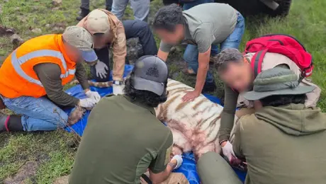 ¡Capturado! Localizan al tigre de Bengala que escapó en Edomex tras cinco días de búsqueda