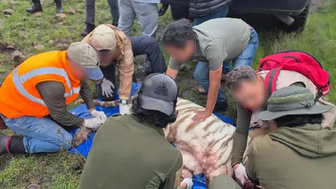 Autoridades y especialistas participaron durante varios días en las labores para localizar y asegurar a Kenzo en una zona cerril de Tepetlaoxtoc. / @PROFEPA_Mx