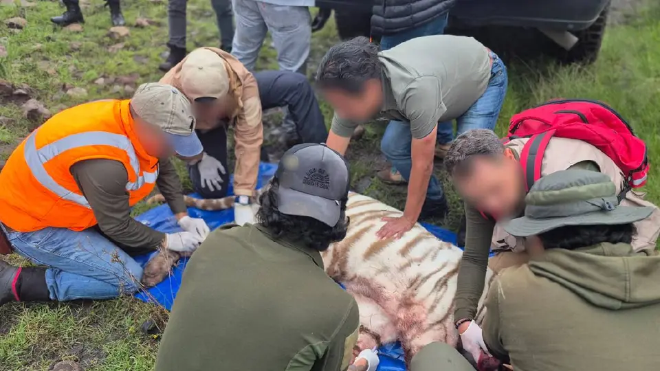 Autoridades y especialistas participaron durante varios días en las labores para localizar y asegurar a Kenzo en una zona cerril de Tepetlaoxtoc. / @PROFEPA_Mx