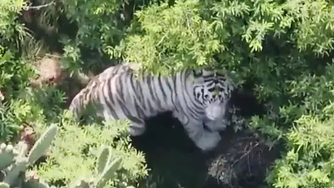 Kenzo, el tigre de Bengala, escapó de un centro de conservación de vida silvestre de Tepetlaoxtoc / Especial