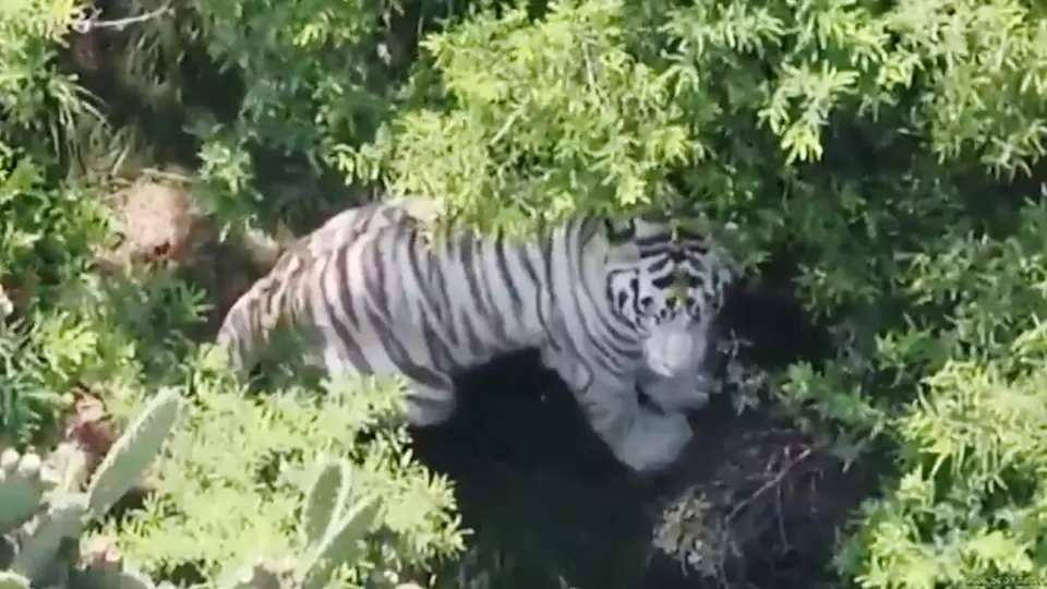 Kenzo, el tigre de Bengala, escapó de un centro de conservación de vida silvestre de Tepetlaoxtoc / Especial
