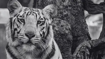 ¿Qué pasó con Kenzo? Muere el tigre de Bengala tras su rescate en Edomex