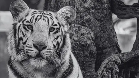 ¿Qué pasó con Kenzo? Muere el tigre de Bengala tras su rescate en Edomex