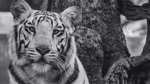 ¿Qué pasó con Kenzo? Muere el tigre de Bengala tras su rescate en Edomex