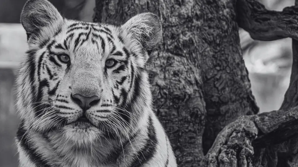 ¿Qué pasó con Kenzo? Muere el tigre de Bengala tras su rescate en Edomex