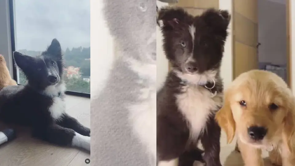 El perro de la familia también fue víctima del ataque registrado en Zona Esmeralda, Atizapán de Zaragoza./ RS
