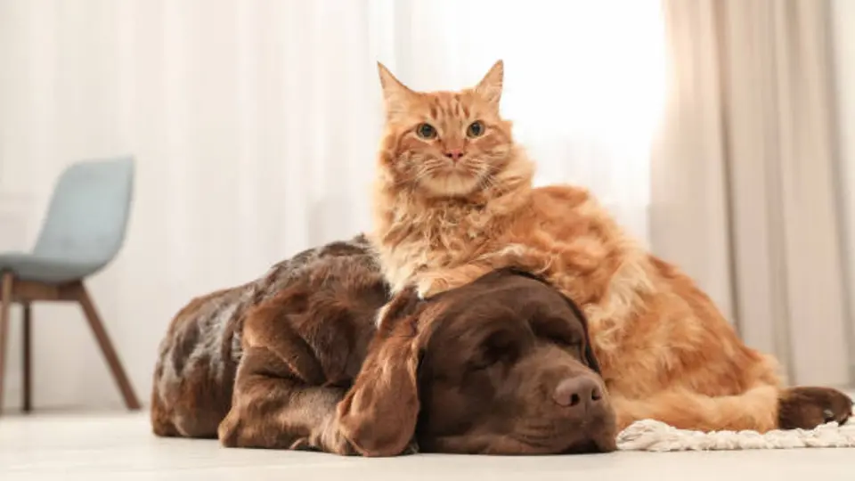 Los perros y gatos no pueden ser herederos directos, pero sus dueños pueden tomar medidas para garantizar su cuidado después de su muerte. / iStock