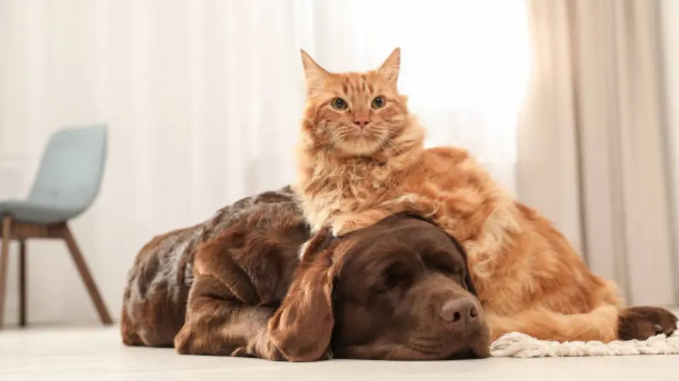 Los perros y gatos no pueden ser herederos directos, pero sus dueños pueden tomar medidas para garantizar su cuidado después de su muerte. / iStock