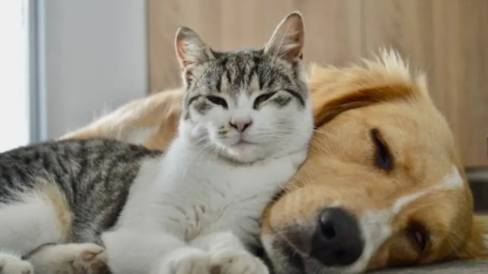 Aunque son parte de muchas familias, las mascotas no pueden heredar directamente una casa, dinero u otros bienes en México. / iStock