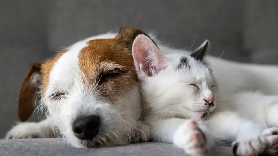 Las mascotas son consideradas parte de la familia por millones de personas, pero legalmente no pueden recibir una propiedad como herencia. / iStock
