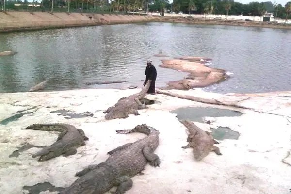 Un cocodrilo devoró a su cuidador en Costa de Marfil