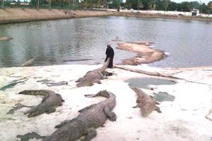 Un cocodrilo devoró a su cuidador en Costa de Marfil