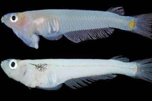 ¡Hallazgo! un pez con los genitales en la cabeza