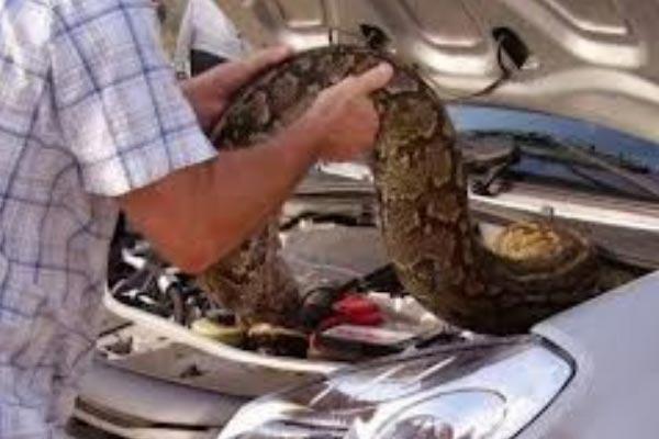 Los ingleses no podían encender su auto gracias a la pitón enroscada en el motor| ESPECIAL