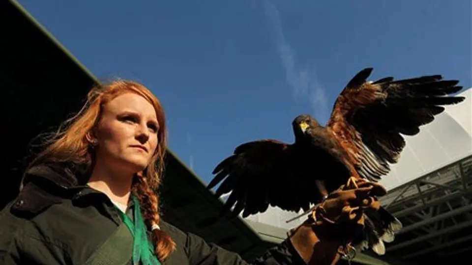 Roban halcón que patrullaba cielos de Wimbledon