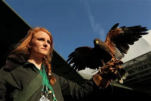 Roban halcón que patrullaba cielos de Wimbledon