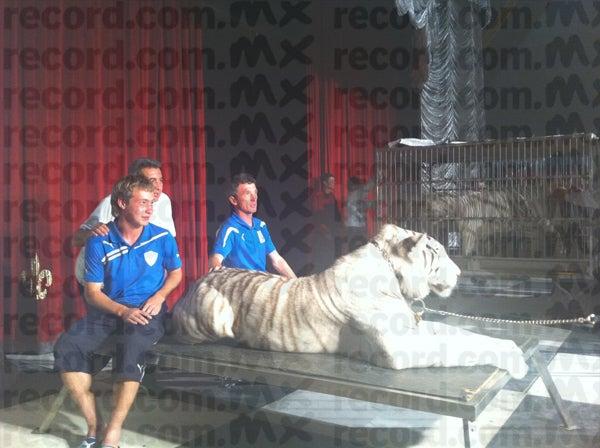 Timur Khakimov y el estratega Aleksei Evstafeev, posaron junto a un tigre de bengala. FOTO: RÉCORD ESPECIAL