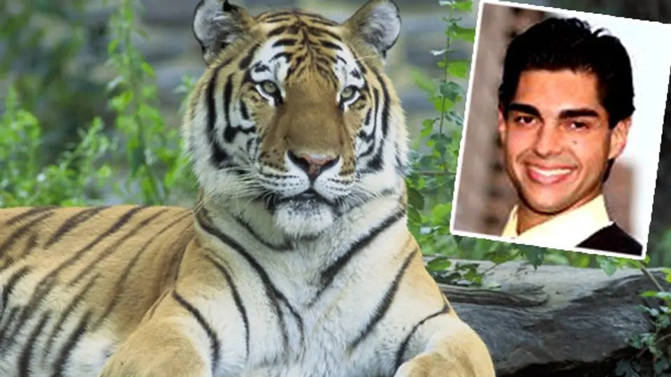 Los tigres lo devoraron por querer 'convertirse' en uno ellos