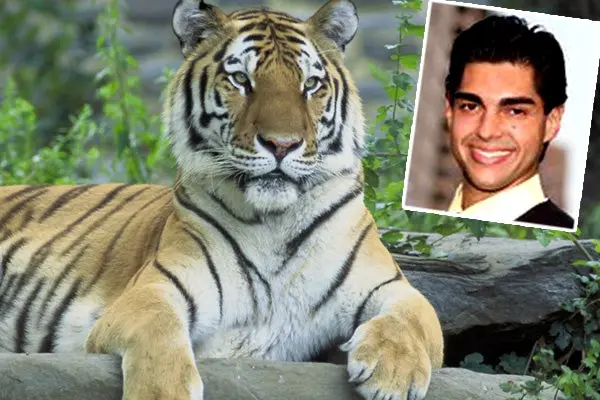 Los tigres lo devoraron por querer 'convertirse' en uno ellos