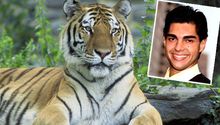 Los tigres lo devoraron por querer 'convertirse' en uno ellos
