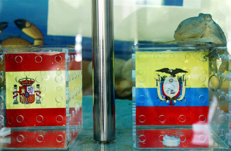 La pareja de cafelópodos de siete meses la hicieron de adivinos al duelo de España vs Ecuador. FOTO: EFE